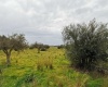 via maranzano,91026,Terreno agricolo,1383