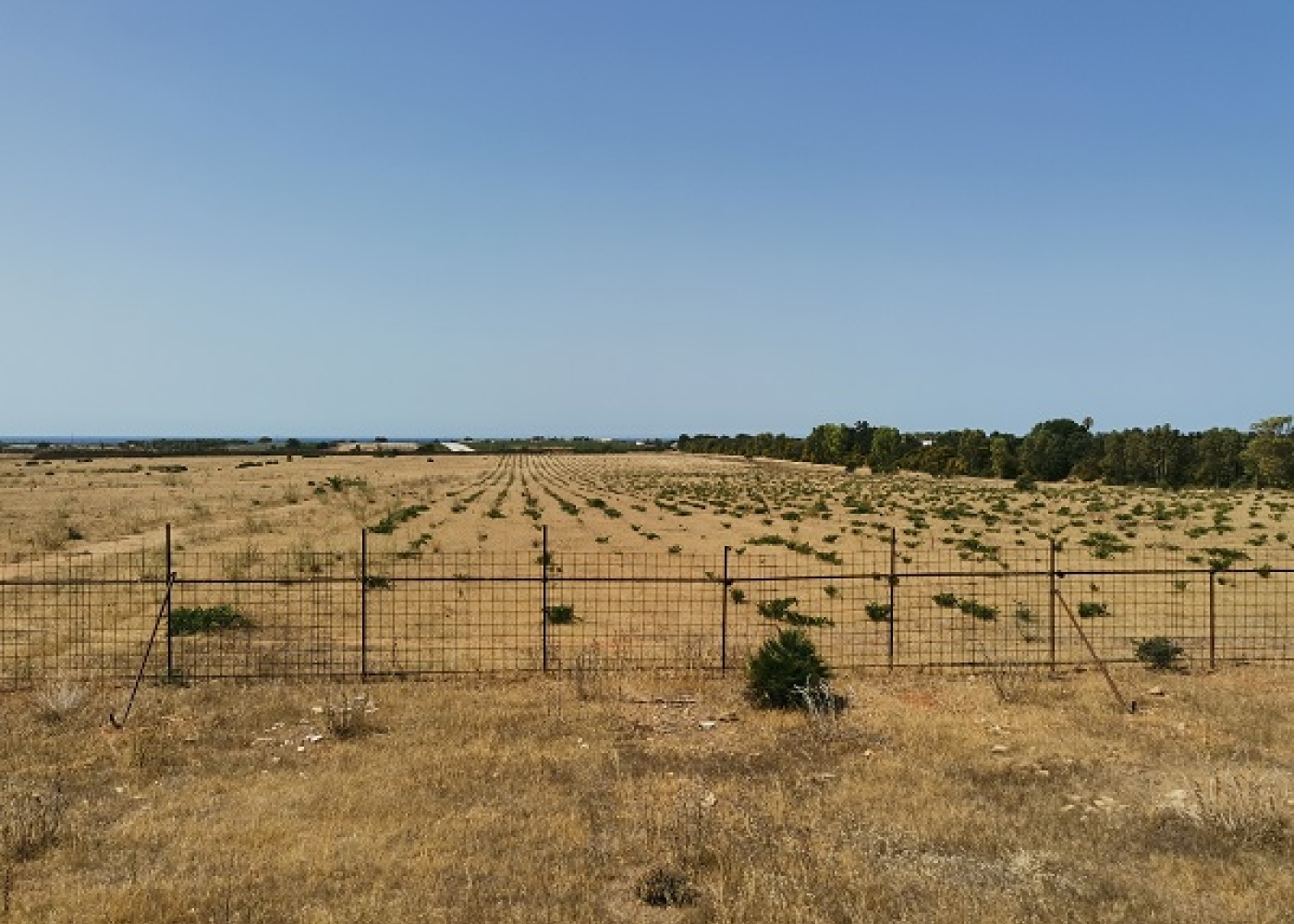 SP. Mazara- Torretta granitola,91026,Terreno agricolo,1386