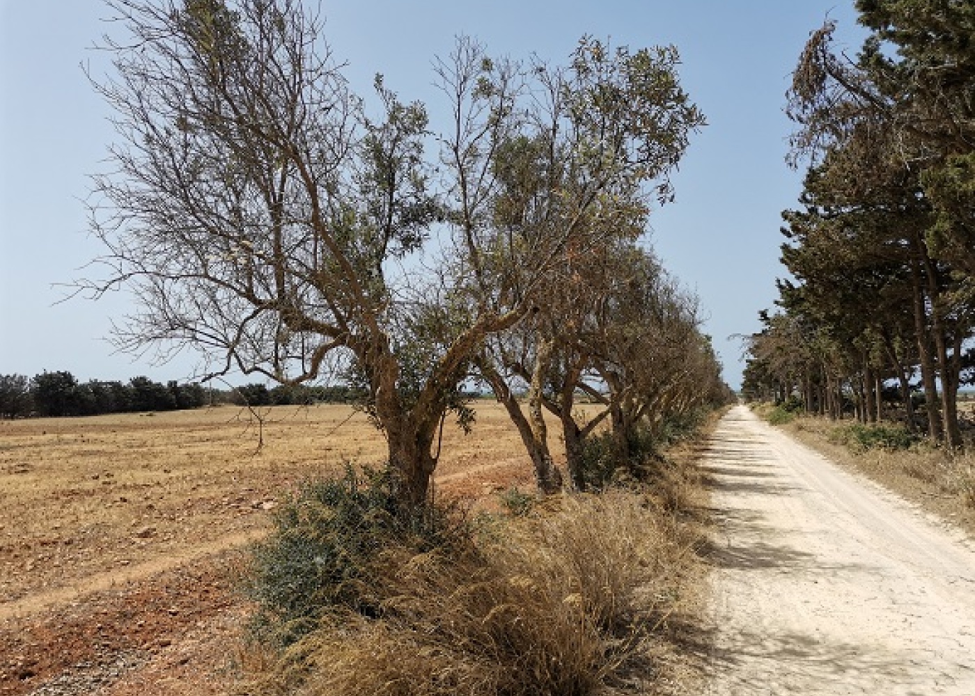 SP. Mazara- Torretta granitola,91026,Terreno agricolo,1386