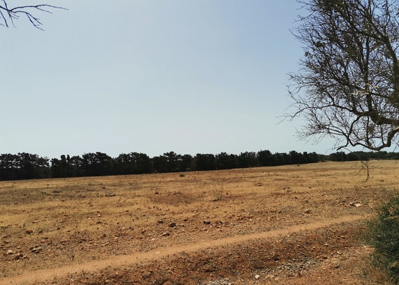 SP. Mazara- Torretta granitola,91026,Terreno agricolo,1386