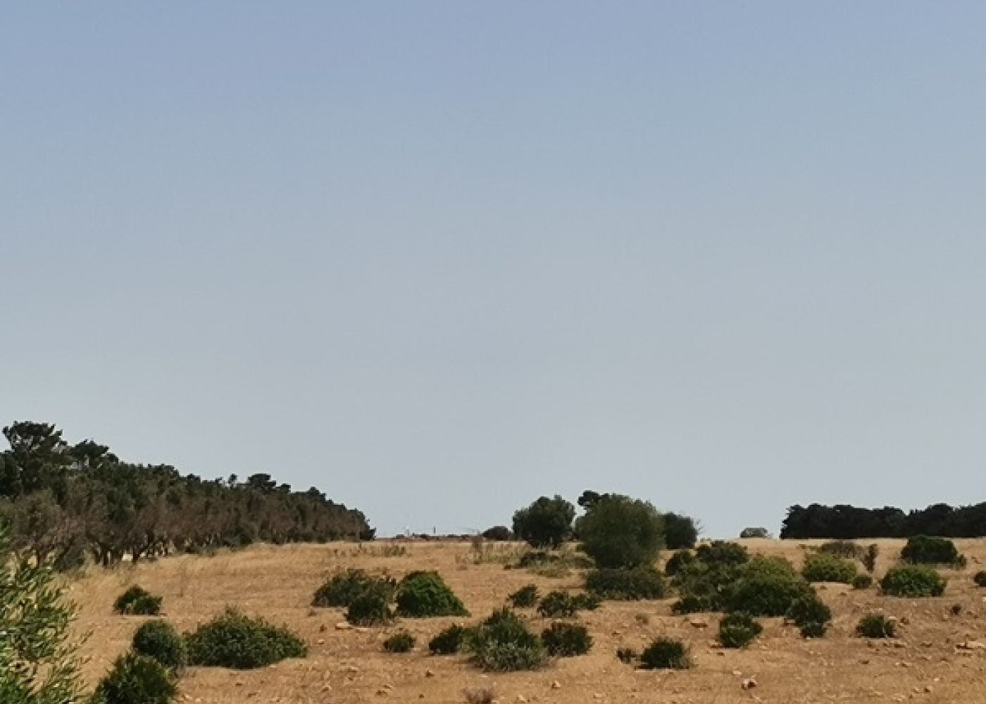 SP. Mazara- Torretta granitola, 91026, ,Terreno agricolo,In vendita,1386