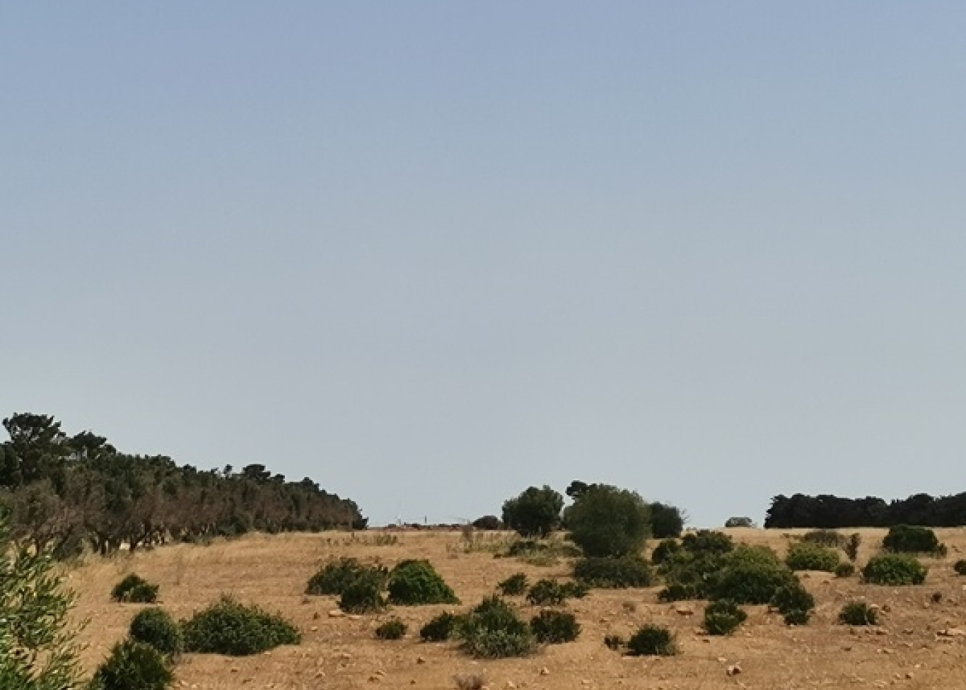 SP. Mazara- Torretta granitola,91026,Terreno agricolo,1386