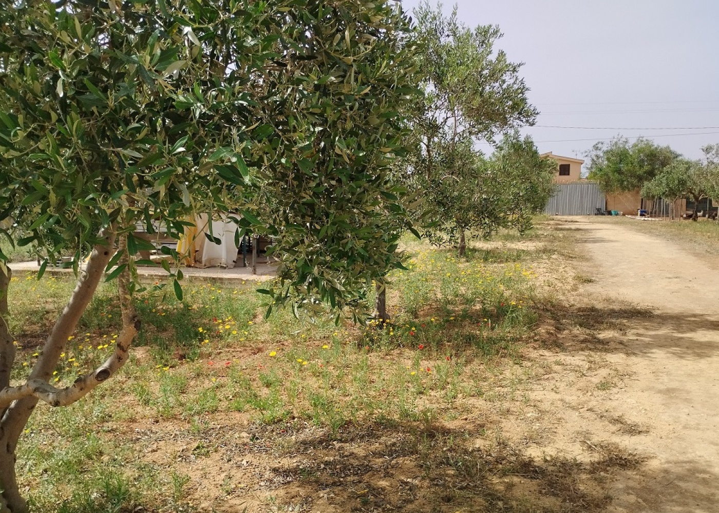 Contrada Santa Maria, 91026, ,Terreno agricolo,In vendita,Contrada Santa Maria,1526