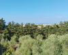 Via dell'Agave, s.n.c, 91026, 4 Camera da Letto Stanze da Letto, 0 ,2 BagnoBathrooms,Villa,In vendita,Via dell'Agave, s.n.c,1,1713